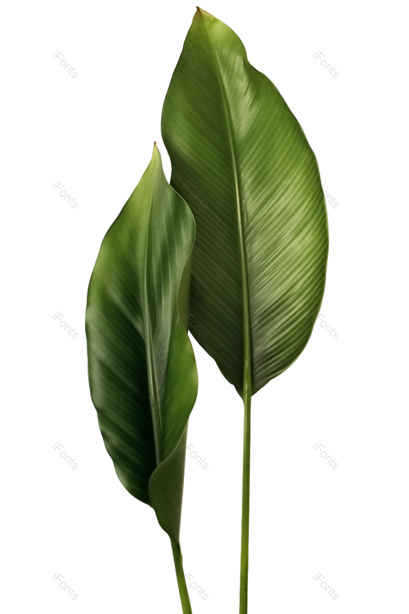 叶子图片,形状元素,花纹PNG,清新免抠素材